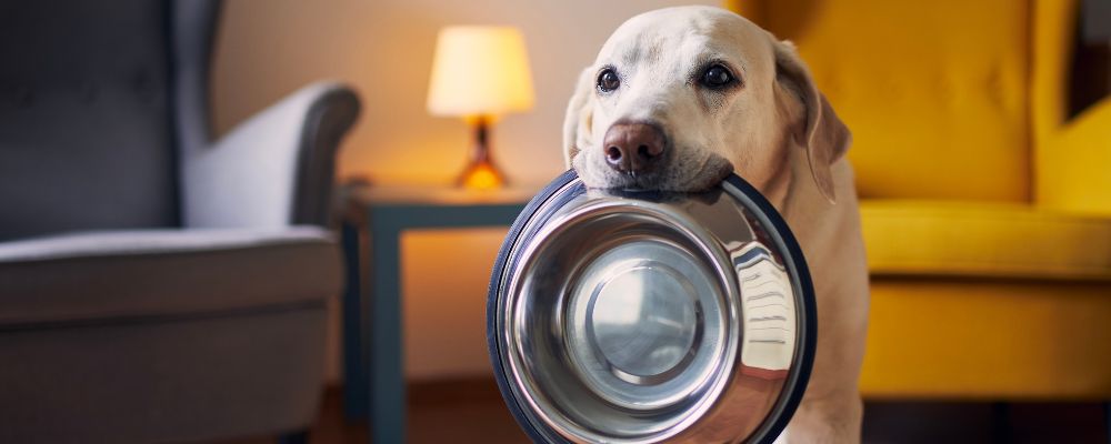 A Dog holding a food bowl