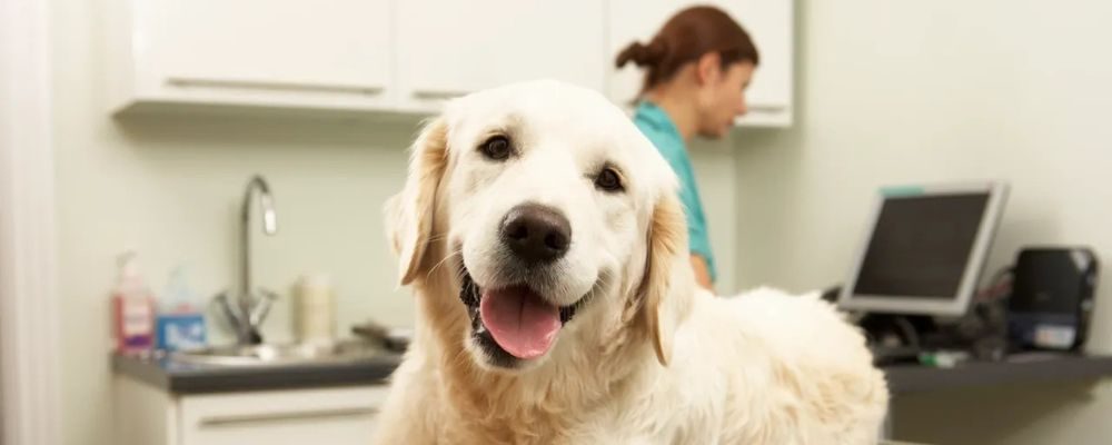 Calm Dog During Vet Visits