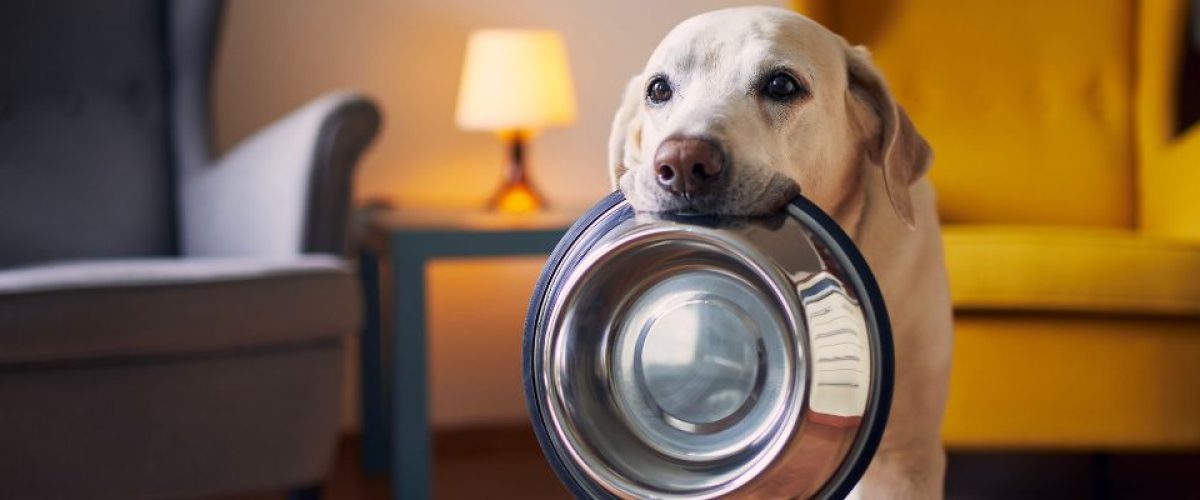 A Dog holding a food bowl